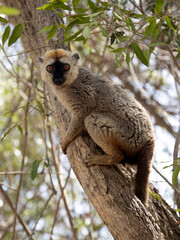 Red-fronted Brown Lemur, Eulemur rufifrons, Southern, sits on a tree and observes the surroundings. Reserve Kirindi, Madagascar