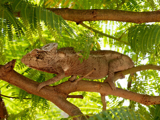Malagasy giant chameleon, Furcifer oustaleti, foraging in a tree on the main street in Morondava. Madagascar
