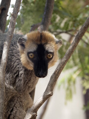 Portrait of a Red-fronted Brown Lemur, Eulemur rufifrons, Southern, observing the surroundings. Reserve Kirindi, Madagascar