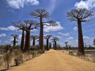 Fototapeta na wymiar The very popular baobab allee is frequented by tourists. Madagascar