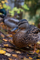 Close-up portrait of a wild duck on a natural background