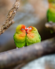 Liebesvögel
