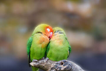 Liebesvögel