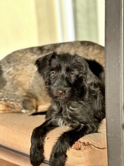 cute black puppy laying in sunny day