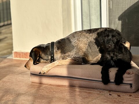 2 Dogs Are Resting Outside The House