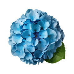 Blue hydrangea flowers. Vector stock illustration eps10.