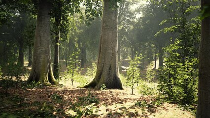 Misty beech forest on the mountain slope in a nature reserve