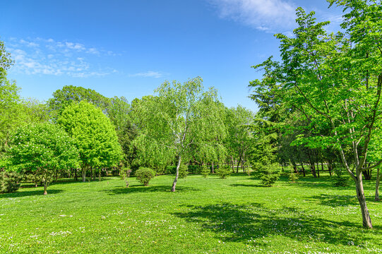 park with green with grass on lawn and trees in spring