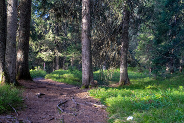 Naturweg im dichten Wald mit Heidelbeeren