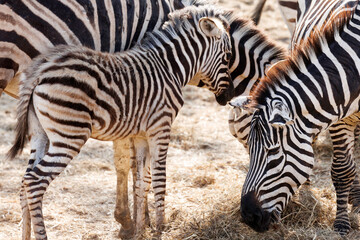 Fototapeta na wymiar Wild zebra family eating dry grass in the zoo. breeding zebras on farms.