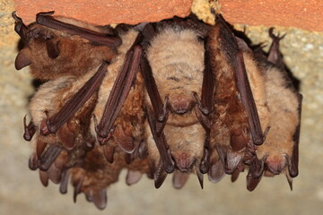 Geoffroy's bat (Myotis emarginatus) wintering group in the wine cellar