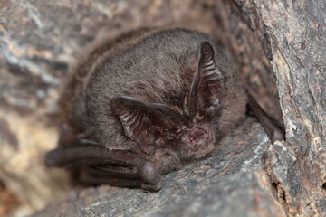 The western barbastelle, barbastelle or barbastelle bat (Barbastella barbastellus) hibernating bat in walls hole