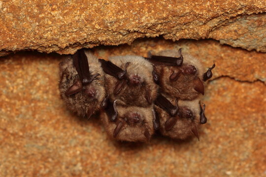 Geoffroy's bat (Myotis emarginatus) wintering group in the wine cellar