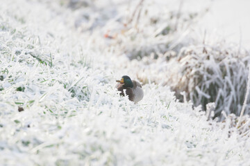 Canard col vert dans le givre du matin