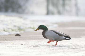 Canard col ver traversant un chemin givré