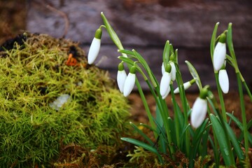schneeglöckchen am gartenzaun