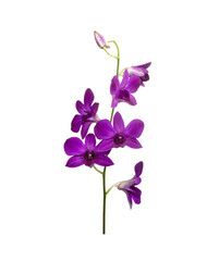 Cattleya orchid hybrids isolated on white background
