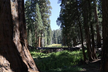 sequoia park