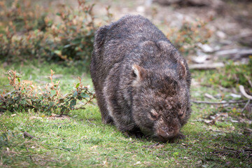 Wombat