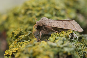 Natural closeup on the Common Quaker owlet moth, Orthosia cerasi sitting on wood