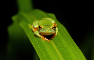 Yellow-striped Reed Frog (Hyperolius semidiscus)