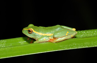 Yellow-striped Reed Frog (Hyperolius semidiscus)