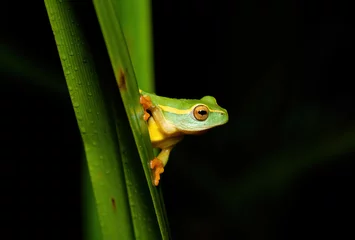 Fotobehang Yellow-striped Reed Frog (Hyperolius semidiscus) © Craig