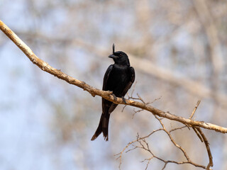 Crested Drongo, Dicrurus forficatus sits on a branch in Kirindy Private Reserve Madagascar.