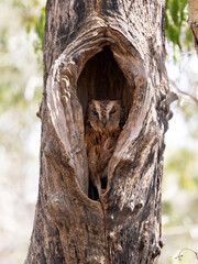 Fototapeta premium Torotoro scops owl, Otus rutilus madagascariensis, sitting in a tree hollow. Kirindy Private Reserve. Madagascar.