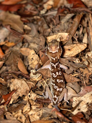 Ocelot Gecko, Paroedura picta, moves on the ground in the leaves. Kirindy Private Reserve. Madagascar.