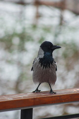 black and gray crow sits on a railing and poses for a cameraman