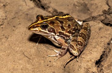 Common river frog (Amietia delalandii), also known as drakensberg river frog, or sani pass frog, a species of southern African river frog