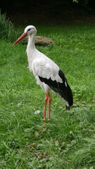 Storch