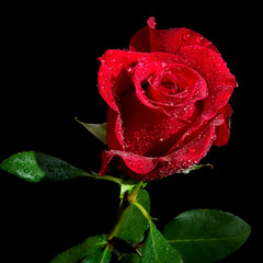  Róża z kroplami rosy