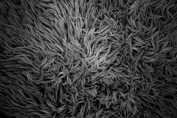Fur Texture, Wool background Black and white colour