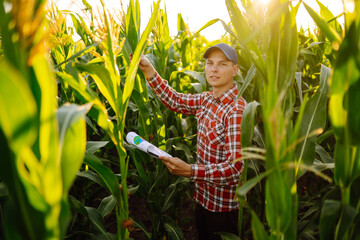 Farmer  standing in corn field examining crop. Harvest care concept. Agriculture, gardening or ecology concept.