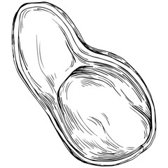 Peanut hand-drawn Vector Illustration isolated on white background. Retro style farm product for restaurant menu, market label, logo, emblem and kitchen design. Decoration for food packaging.