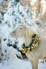 Horse in Christmas decoration in winter forest