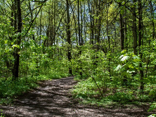 Fototapeta na wymiar trail on a clear day in the woods