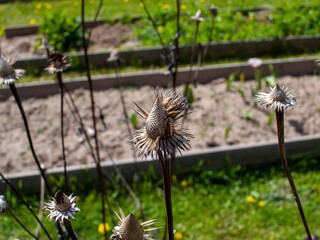 last year's flowers in the garden