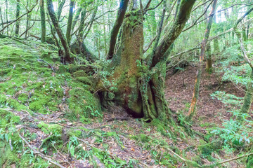 View of the Shiratani Unsuikyo Ravine in the Yakushima Island, Japan, laurel forest, yakusugi, mosses