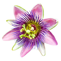 Passiflora Passionsblume und Hintergrund transparent PNG cut out   Passion flower