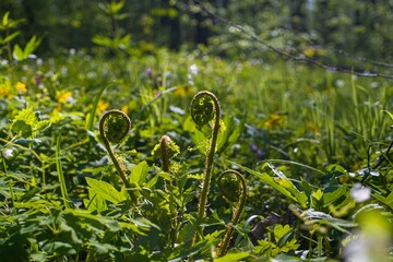 fern frond and leaves in spring sun on bright backlight, natural forest bokeh blurred background,...