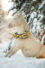 Horse in Christmas decoration in winter forest