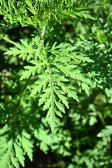 Ambrosia