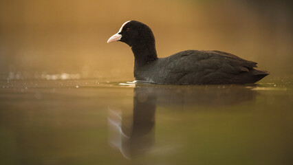 Blässhuhn (Fulica atra)auf einem Teich
