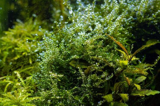 java moss oxygenate air bubble, pearling process after water change, freshwater Amano style planted ryoboku hair algae detail, vivid colors in bright LED light, professional aquatic plant care tips