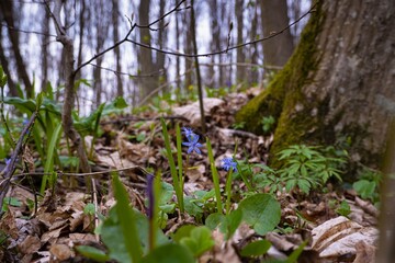 squill flower, cloudy forest thicket meadow panorama, green ecotourism and nature wonder concept, awaken ecosystem, plant symbol of spring, active rest explore, blurred bokeh background header