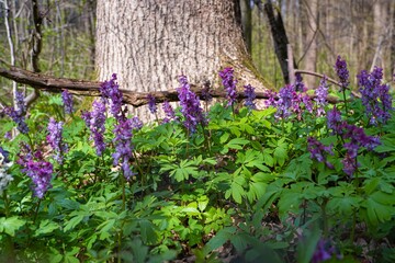 violet fumewort flower inflorescence grow in spring sunshine meadow, possibly Corydalis solida,...