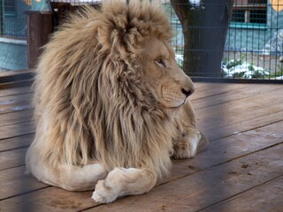 close up view to Lion in the zoo